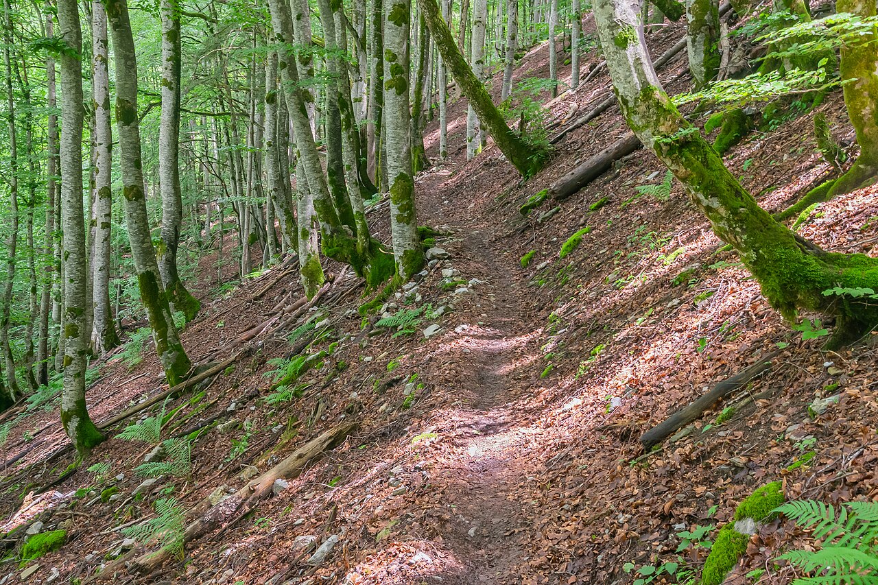 Sentier de randonnee en foret a Montriond, en France, pour trouver des idees de balades nature.