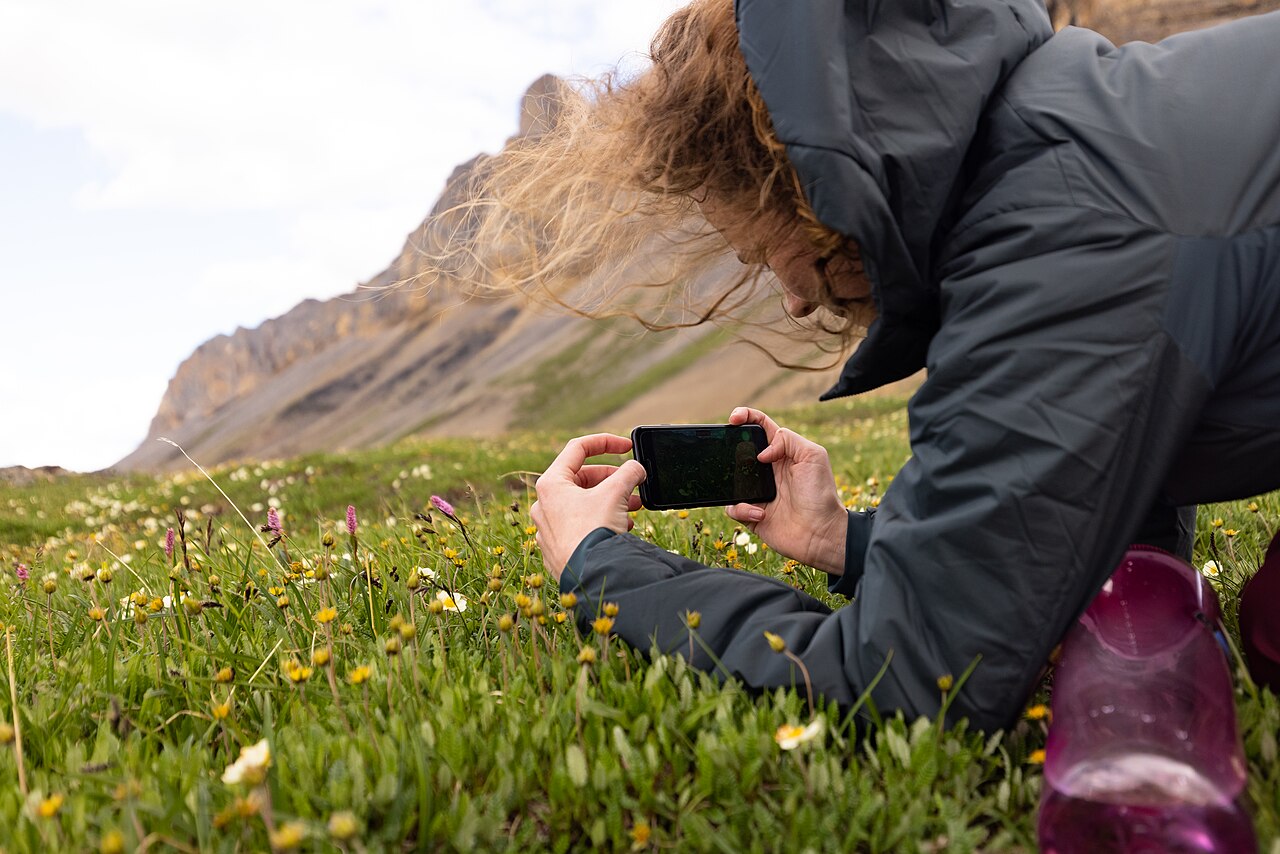 Randonneuse photographiant des fleurs sauvages avec son smartphone sans quitter le sentier.
