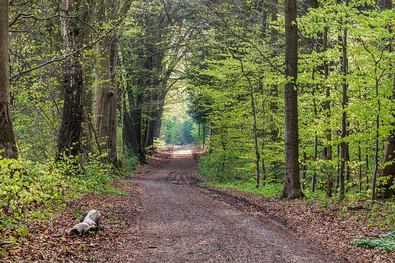 Sentier forestier large et accessible pour une premiere randonnee facile.