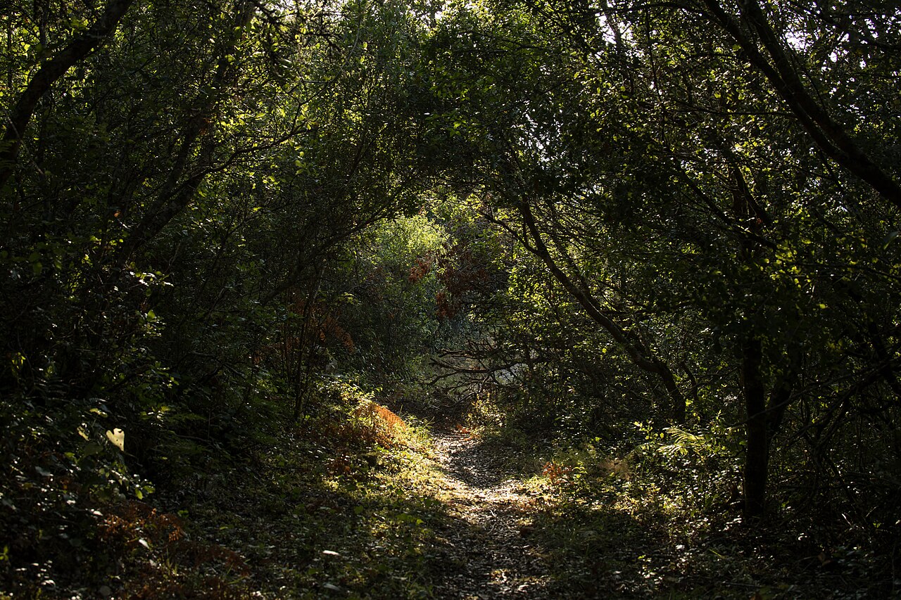 Chemin ombrage sous les arbres pour illustrer une randonnee par forte chaleur.