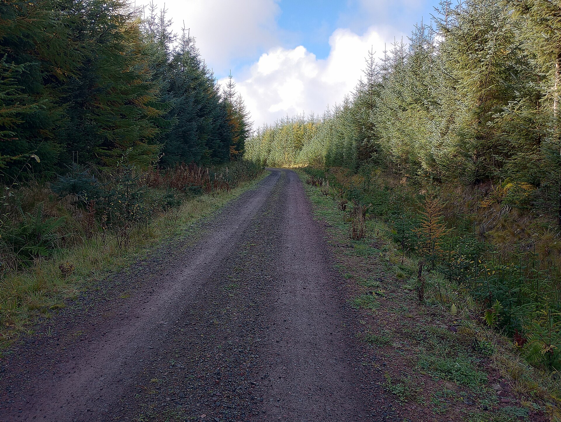 un chemin ombrage sous les arbres pour illustrer l'article Randonnée en forêt : conseils simples pour une sortie rassurante et agréable.