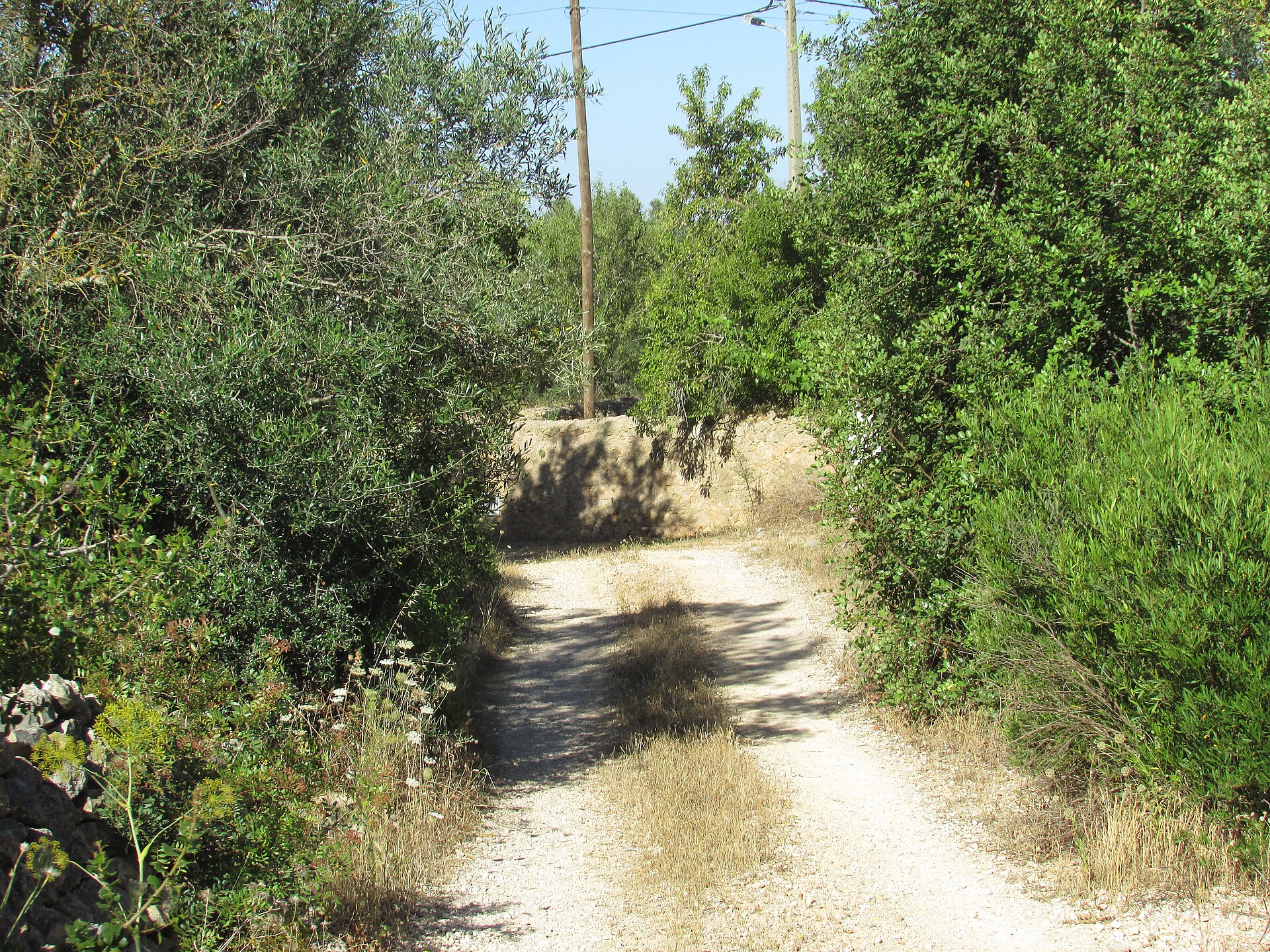 Chemin de randonnée en pleine nature, adapté à une préparation de sortie simple.