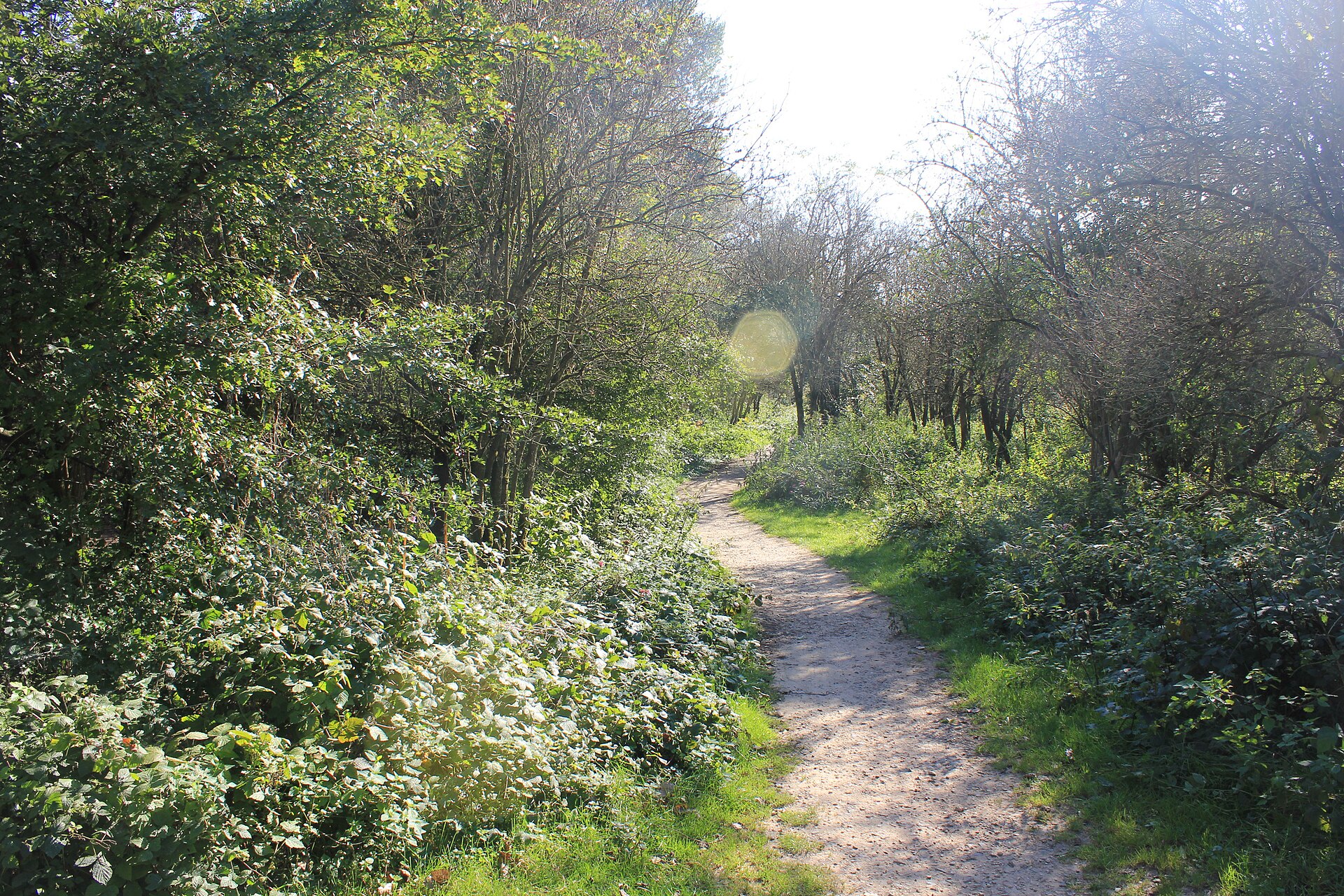 Sentier bordé de végétation pour une balade nature à la journée.