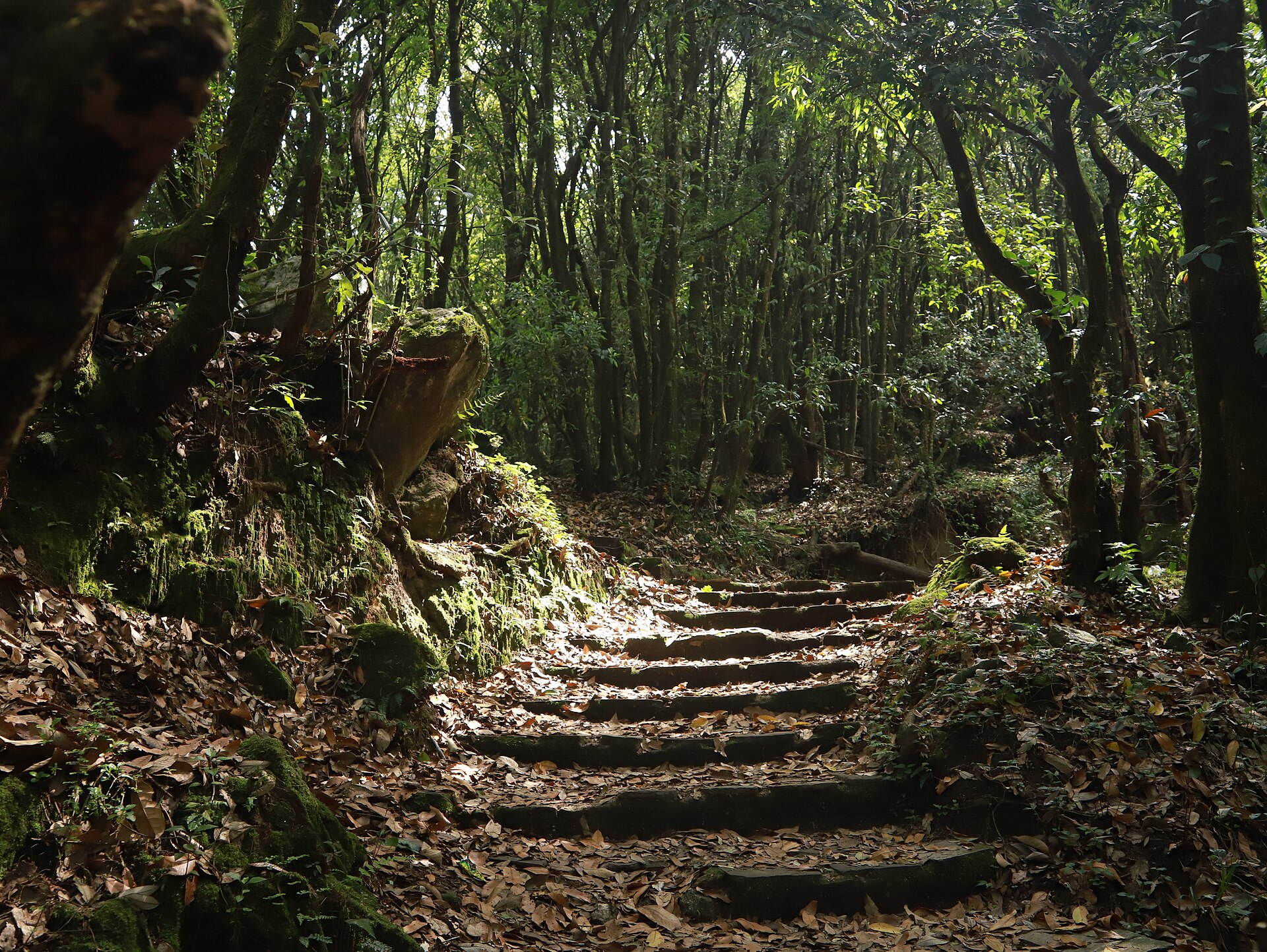 un sentier de foret ombrage pour illustrer l'article Comment trouver une randonnée ombragée quand il fait chaud.