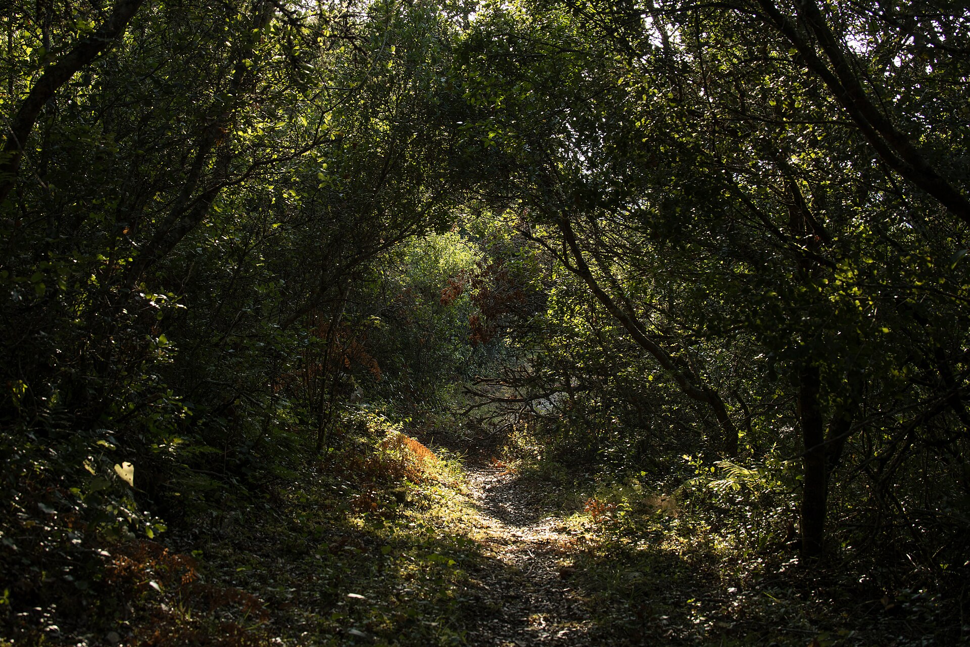 un chemin ombrage sous les arbres pour illustrer l'article Comment trouver une randonnée ombragée quand il fait chaud.
