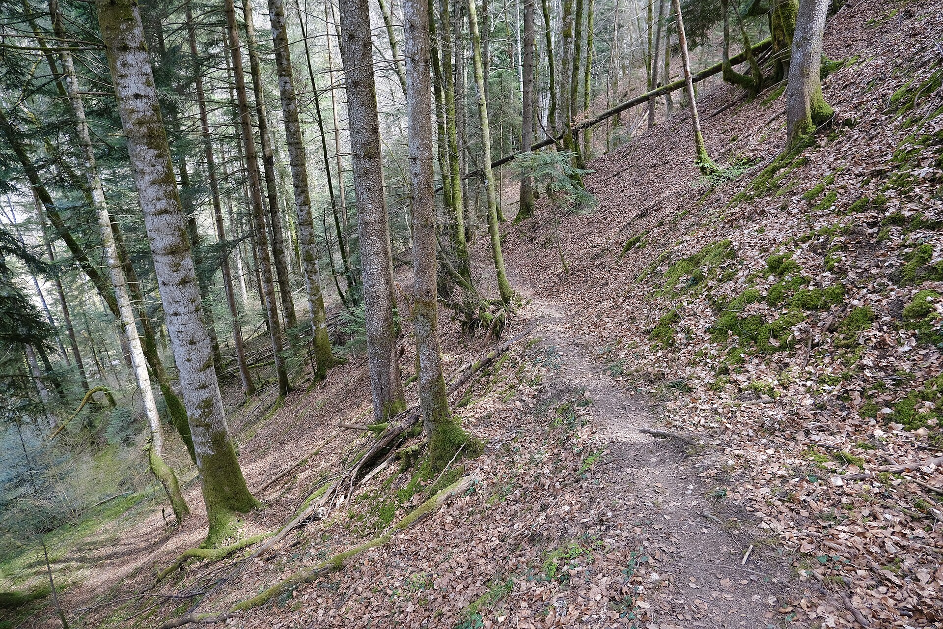 Sentier de randonnee accessible pour une premiere sortie nature